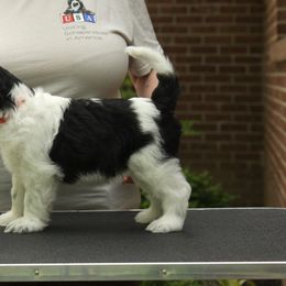 Schapendoes Puppies from Dream Star Schapendoes