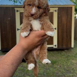 Saint - Red male Bernedoodle puppy in Greenville, Texas from Doodles of Promise