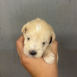 Black - White female Miniature Schnauzer puppy in Sparta, North Carolina from New River Miniature Schnauzers and Anatolians