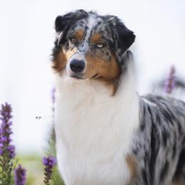 Evie - Australian Shepherd