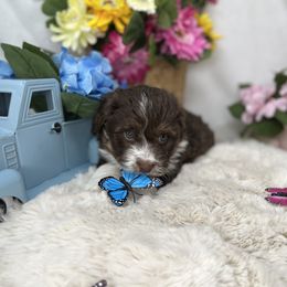 Aussiedoodle, Bernedoodle, and Goldendoodle Puppies from Little Golden Farm