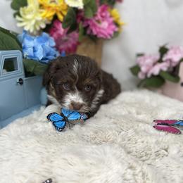 Aussiedoodle, Bernedoodle, and Goldendoodle Puppies from Little Golden Farm