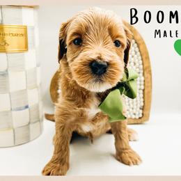 Boomer - Red  male Goldendoodle puppy in Hilton, New York from The House of Goldendoodle