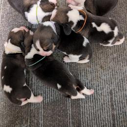 Green - Black tan and white male Beagle puppy in Vallejo, California from Tailwindfarm