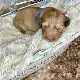 Wrigley - Cream male Dachshund puppy in Atwood, Oklahoma from Holder’s Doxie Farm