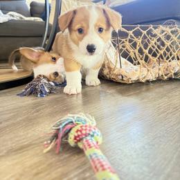 Pembroke Welsh Corgi Puppies from Anthem AZ Corgis