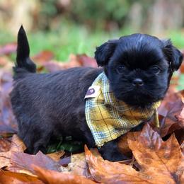 Shih Tzu Puppies from Garrard Creek Shih Tzus