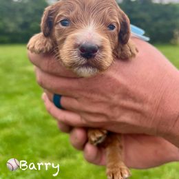 Bernedoodle and Goldendoodle Puppies from Brunsman Country Doodles LLC