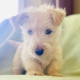 Hope - Wheaten male Scottish Terrier puppy in Coeur D'alene, Idaho from Kimball Kennels