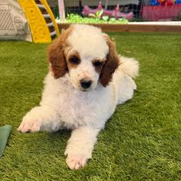 Ember - Red  female Poodle puppy in Mount Vernon, Illinois from AMC Poodles