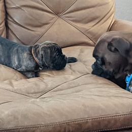 Boxer Puppies from Goodfella Boxers