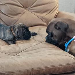 Boxer Puppies from Goodfella Boxers