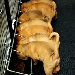 Chinese Shar-Pei Puppies from Iron Lotus Kennels