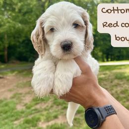 Cottontail - Parti male Goldendoodle puppy in Taylorsville, North Carolina from Doggone Dixie Doodles