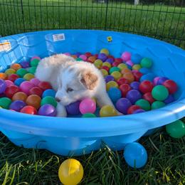 Border Collie Puppies from Double4farms