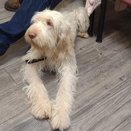 Spinone Italiano puppies from Michigan Spinone