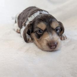 Boy 3 - Piebald male Dachshund puppy in San Diego, California from Sweetheart Doxies LLC