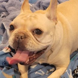 Lola - French Bulldog
