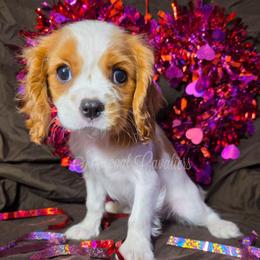 Snowflake - Blenheim female Cavalier King Charles Spaniel puppy in Kermit, West Virginia from Stonecoal Cavaliers