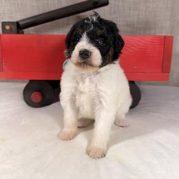 Kitkat - Black and white female Bernedoodle puppy in Luana, Iowa from Country View Bernedoodles and Goldendoodles