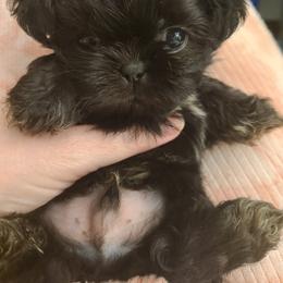 Shih Tzu Puppies from Tammy's Shihtzu Shack