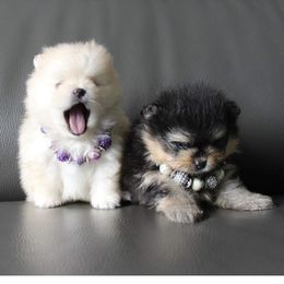 Pomeranian Puppies from Canine Charm & Co