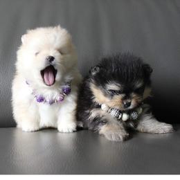 Pomeranian Puppies from Canine Charm & Co
