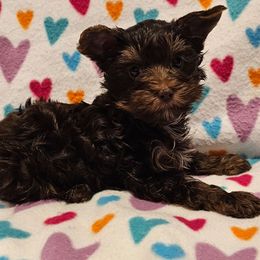 Hershey - Liver male Yorkshire Terrier puppy in Dayton, Ohio from Precious Yorkie Babies
