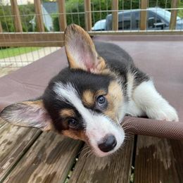 Pembroke Welsh Corgi Puppies from Wiggle B Ranch Corgis