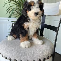 Luna - Tri-color female Bernedoodle puppy in Holtwood, Pennsylvania from Country Ridge Puppies