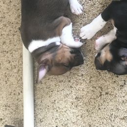 Rat Terriers from Buzablu Rat Terriers