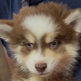 Buster - Chocolate male Pomsky puppy in Spring Hill, Florida from PDQ Pomskies