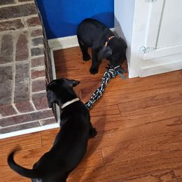 Cane Corso Puppies from Trained To Go Corso Kennels (T.T.G. Corso Kennels)