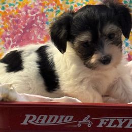 Honey - Black and white female Coton de Tulear puppy in Florida from Dynasty Cotons of Florida