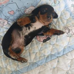 Dachshund Puppies from Dachshund Darlins