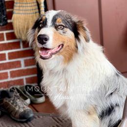 Timber - Australian Shepherd