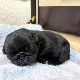 Felix - Black male Pug puppy in Randleman, North Carolina from Peachy Pugs