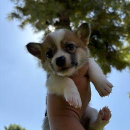 Elio (AKC) - Red male Pembroke Welsh Corgi puppy in Loma Linda, California from Osorio’s Corgis