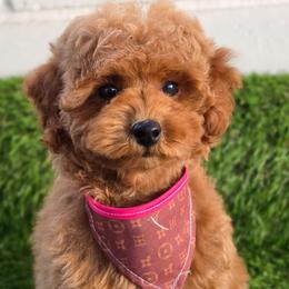 Girl 1 - Red female Maltipoo puppy in San Diego, California from Maltipoos SD