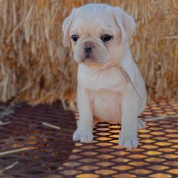 Athena AKC Chinchilla Female - Pug puppy from Broken Road Ranch