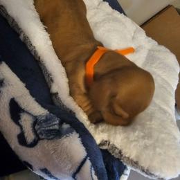 Millie - Chocolate female Dachshund puppy in Strong, Arkansas from Dachshunds R Us