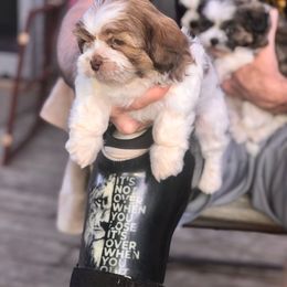 LJ - Gold and white male Shihpoo puppy in Eldon, Missouri from B&B Designer Shihpoo’s