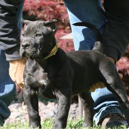 Tan Collar - Black male Perro de Presa Canario puppy in Pocahontas, Illinois from Cabeza Grande Kennel