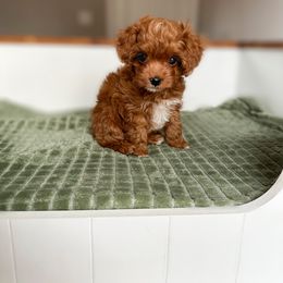 Cavapoo Puppies from Cutiepie Cavapoos