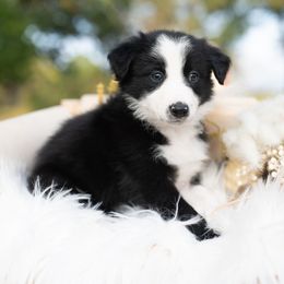 Raven - Black and white female Border Collie puppy in Conway, Missouri from 2J 2K Border Collies | Maremma Sheepdogs
