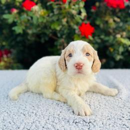 Snap Dragon (Snap) - Parti male Labradoodle puppy in Elizabeth City, North Carolina from Howdy Doodles