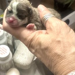 Puppy2 - Black and tan parti female Pomeranian puppy in Royston, Georgia from SouthernHearts Poms