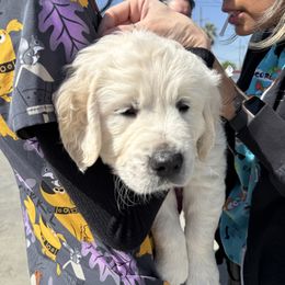 Golden Retriever Puppies from Sanctuary Ranch Goldens
