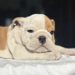 Bulldog Puppies from Anthony Manor Bulldogs