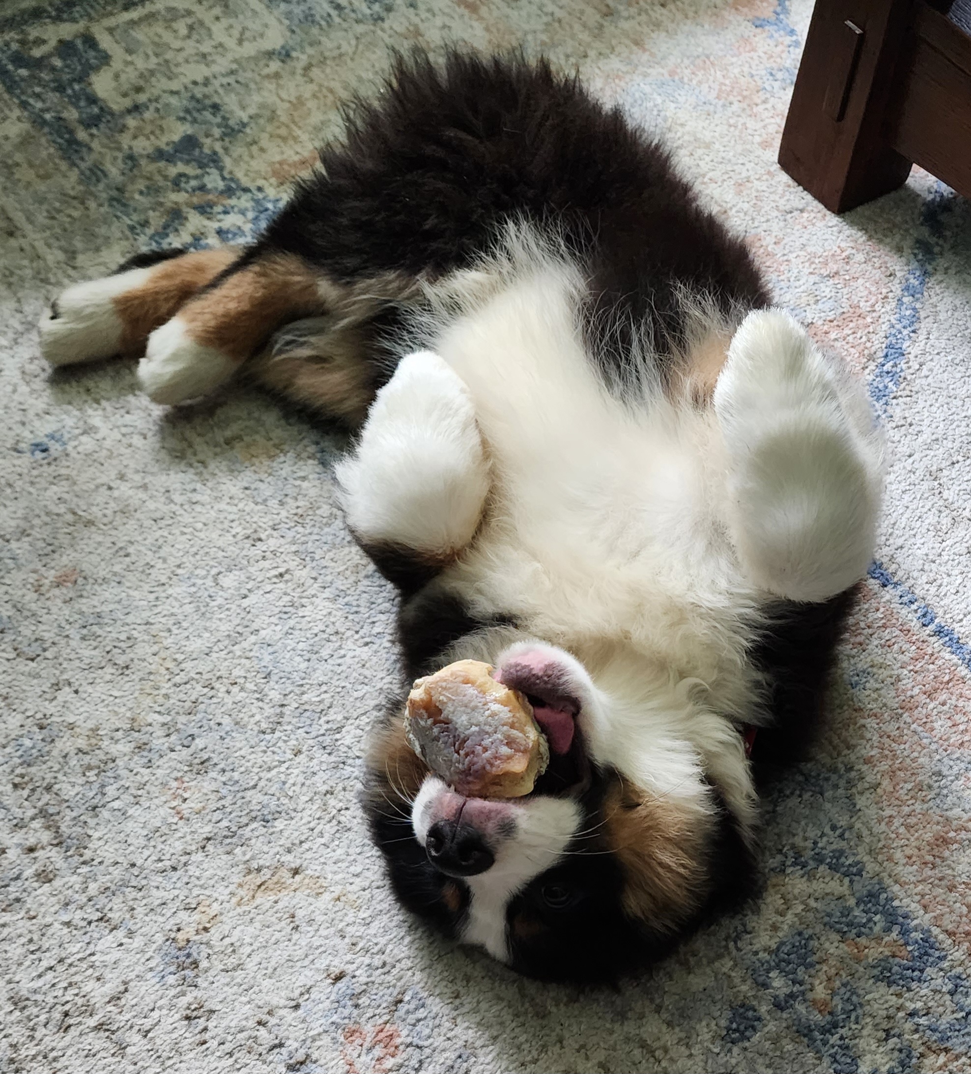 Miniature American Shepherd Puppies from Sterling Acres